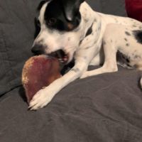 Vador l'adorable petit guerrier tripatte #19