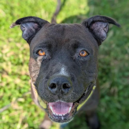 Paty, attends toujours en normandie