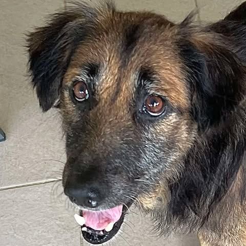 Bobby, 6ans, depuis un an à l'adoption