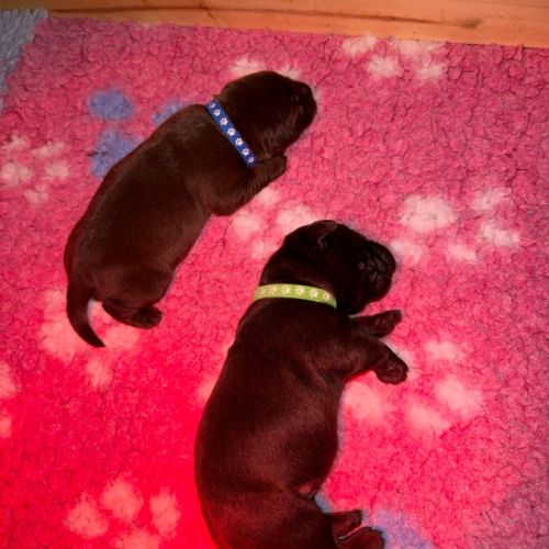 Chiots labrador chocolat #1