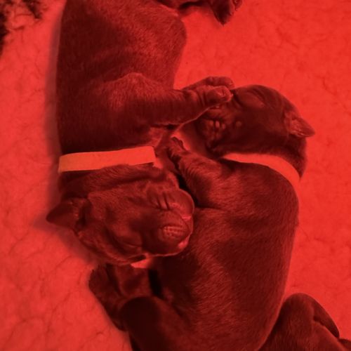 Chiots labrador chocolat #3