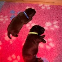 Chiots labrador chocolat #1