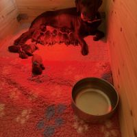 Chiots labrador chocolat #0