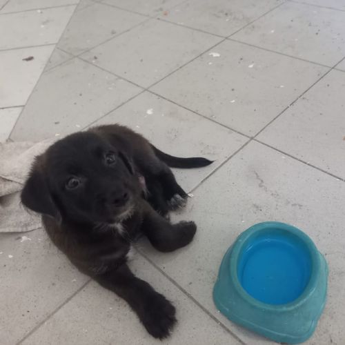 Baloo petit amour de loulou #2