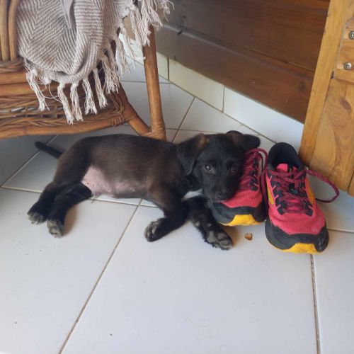 Baloo petit amour de loulou #3