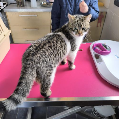 Chaton 10 mois mâle tigré et blanc a donner