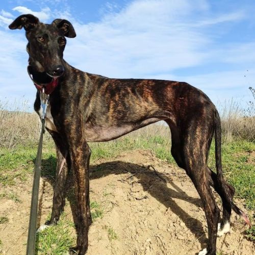 Lebra  je suis un rayon de soleil sur 4 pattes…