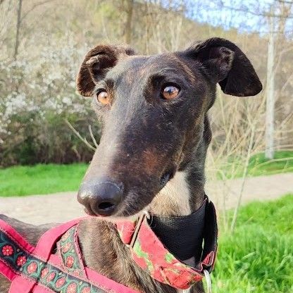 Lebra  je suis un rayon de soleil sur 4 pattes… #2