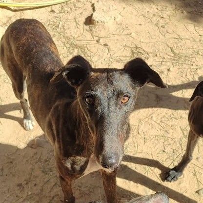 Lebra  je suis un rayon de soleil sur 4 pattes… #3