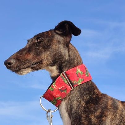 Lebra  je suis un rayon de soleil sur 4 pattes… #4