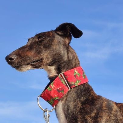 Lebra  je suis un rayon de soleil sur 4 pattes… #5