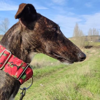 Lebra  je suis un rayon de soleil sur 4 pattes… #6