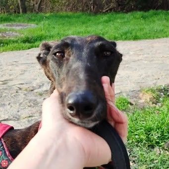 Lebra  je suis un rayon de soleil sur 4 pattes… #8