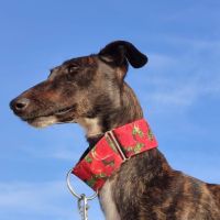 Lebra  je suis un rayon de soleil sur 4 pattes… #5