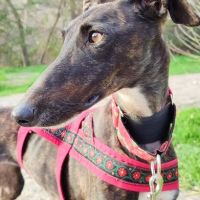 Lebra  je suis un rayon de soleil sur 4 pattes… #7