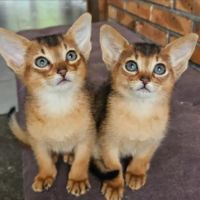 Chatons abyssin loof