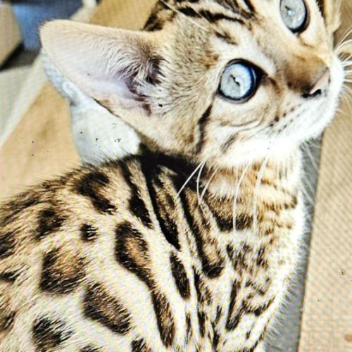 Chatons bengal loof