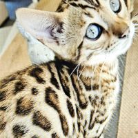 Chatons bengal loof
