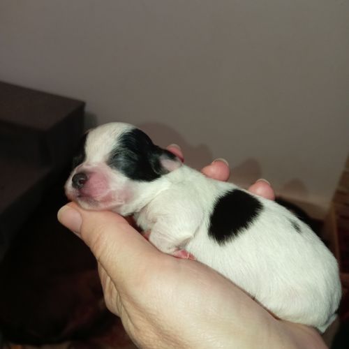 Chiots chihuahuas poils longs #1