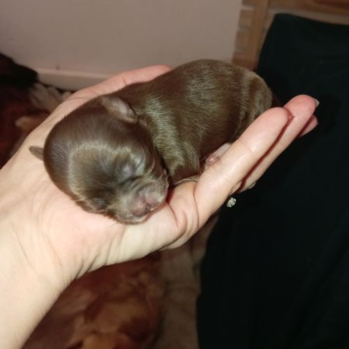 Chiots chihuahuas poils longs #2