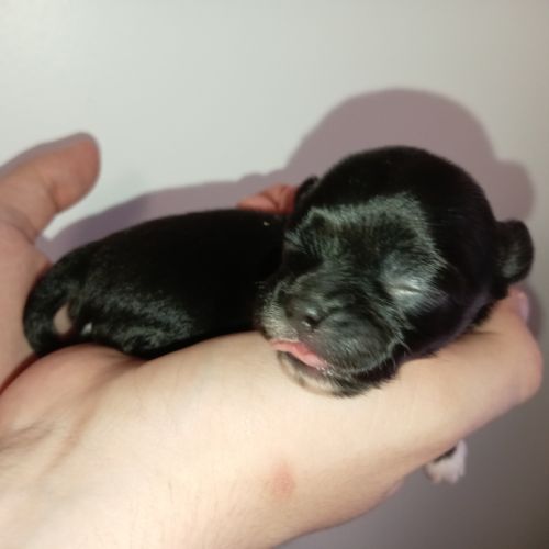 Chiots chihuahuas poils longs