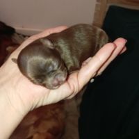 Chiots chihuahuas poils longs #2