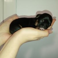 Chiots chihuahuas poils longs #3