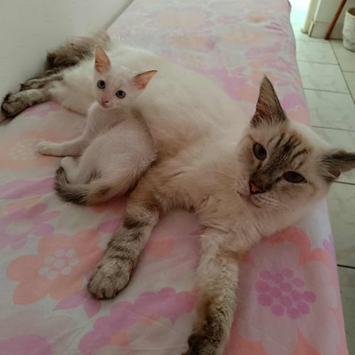 Lily rose, la machine à ronrons #3