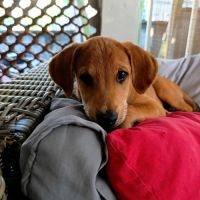 Loki, un vrai compagnon #1