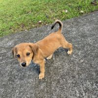 Loki, un vrai compagnon #4