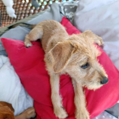 Noisette, j'adore les câlins #1