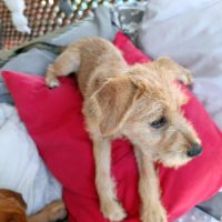 Noisette, j'adore les câlins #1