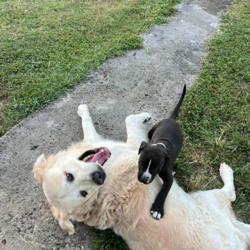 Bria, un amour sur pattes #1