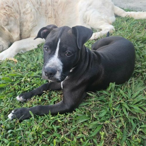 Bria, un amour sur pattes #4