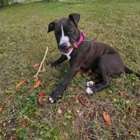 Bria, un amour sur pattes #0