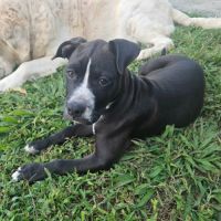 Bria, un amour sur pattes #4