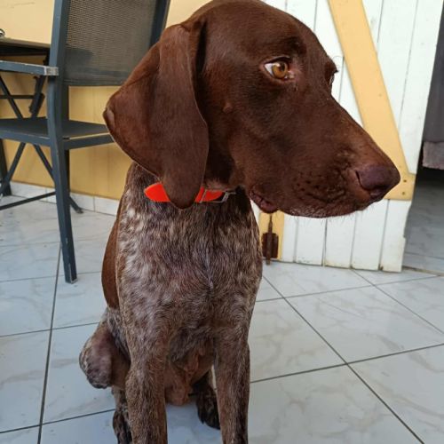 Kiara, la belle x setter #4