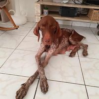 Kiara, la belle x setter #0