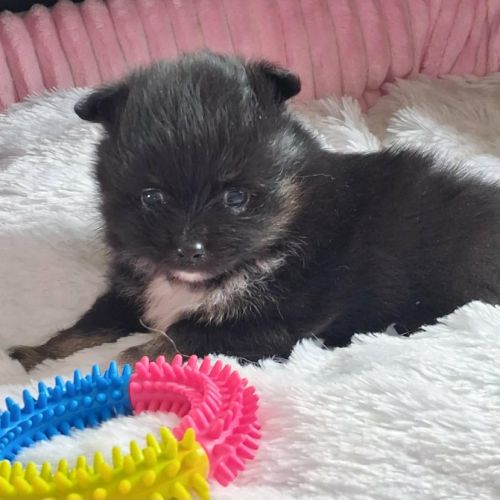 Chiot femelle pomchi #4