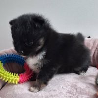 Chiot femelle pomchi #1