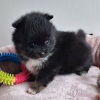 Chiot femelle pomchi #0