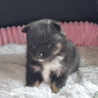 Chiot femelle pomchi #3