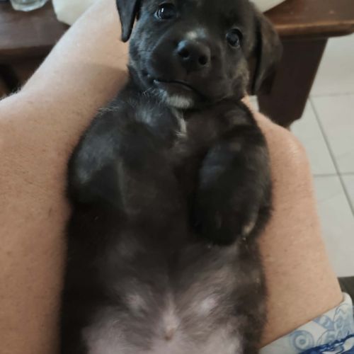 Aïko la douceur des îles #2