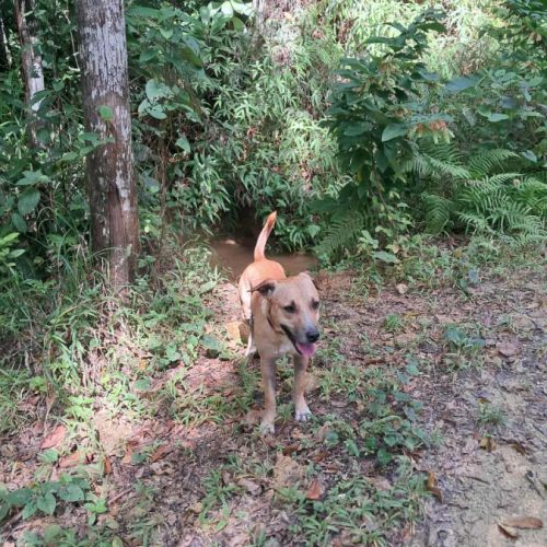 Aïko la douceur des îles #6