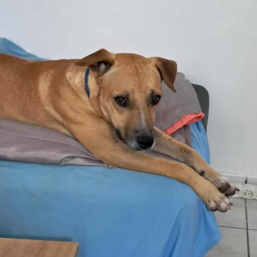 Aïko la douceur des îles #7