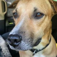 Aïko la douceur des îles #9