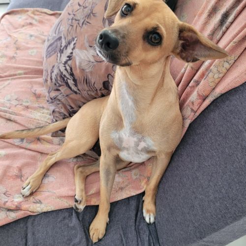 Perle le bijou des îles #5