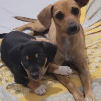 Perle le bijou des îles #2