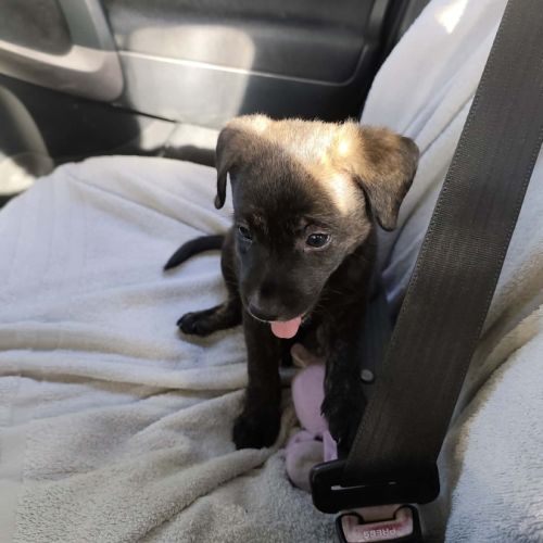 Boo l'exploratrice #4