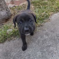 Boo l'exploratrice #0